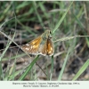 hesperia comma female1